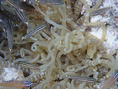 Heteractis crispa