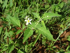 Solanum nigrum