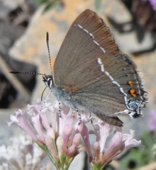 Satyrium spini