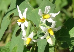 Solanum nigrum