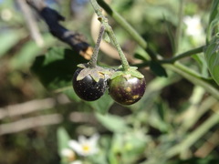 Solanum nigrum