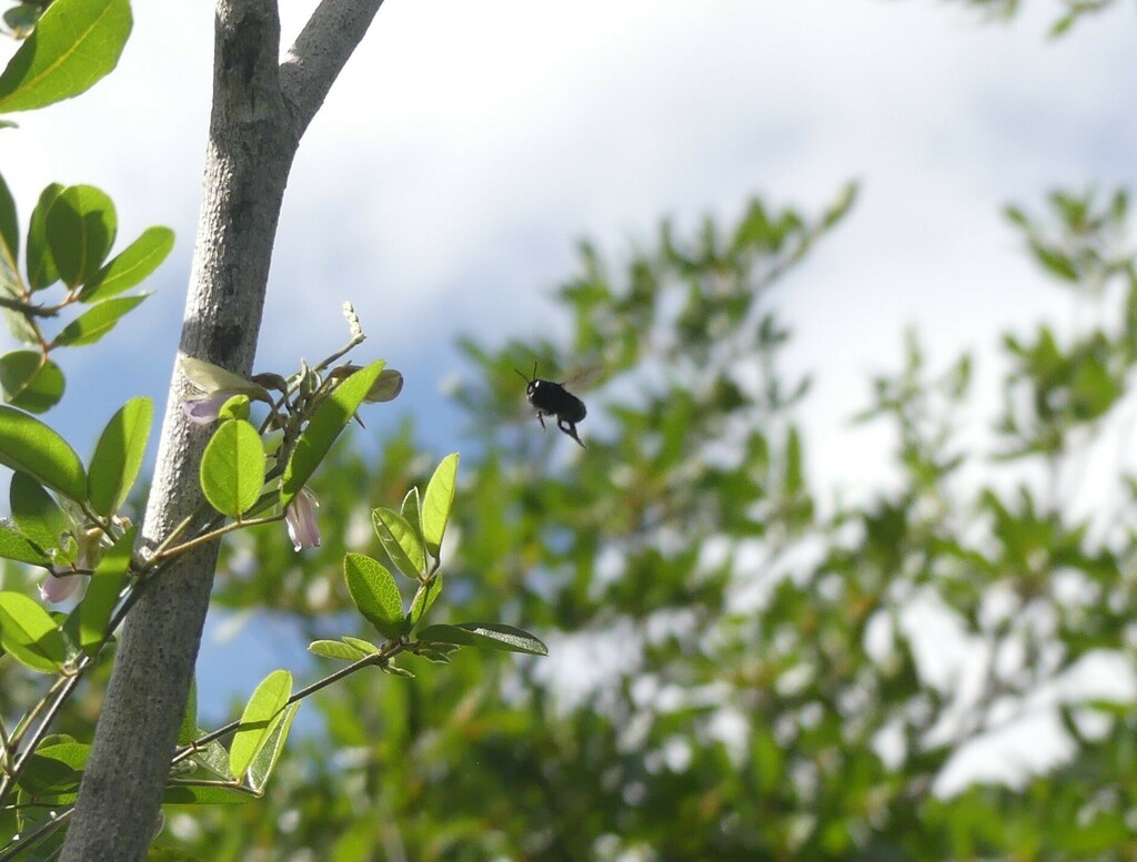 Megachile luctifera