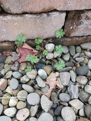 Geranium carolinianum