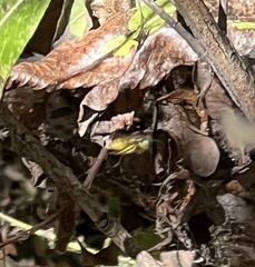 Helophilus fasciatus