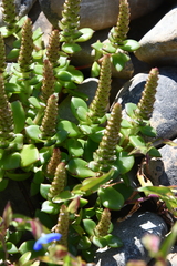 Orostachys maximowiczii