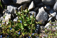 Orostachys maximowiczii