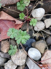 Geranium carolinianum