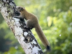 Callosciurus caniceps