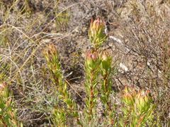 Leucadendron modestum