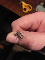 Platycryptus