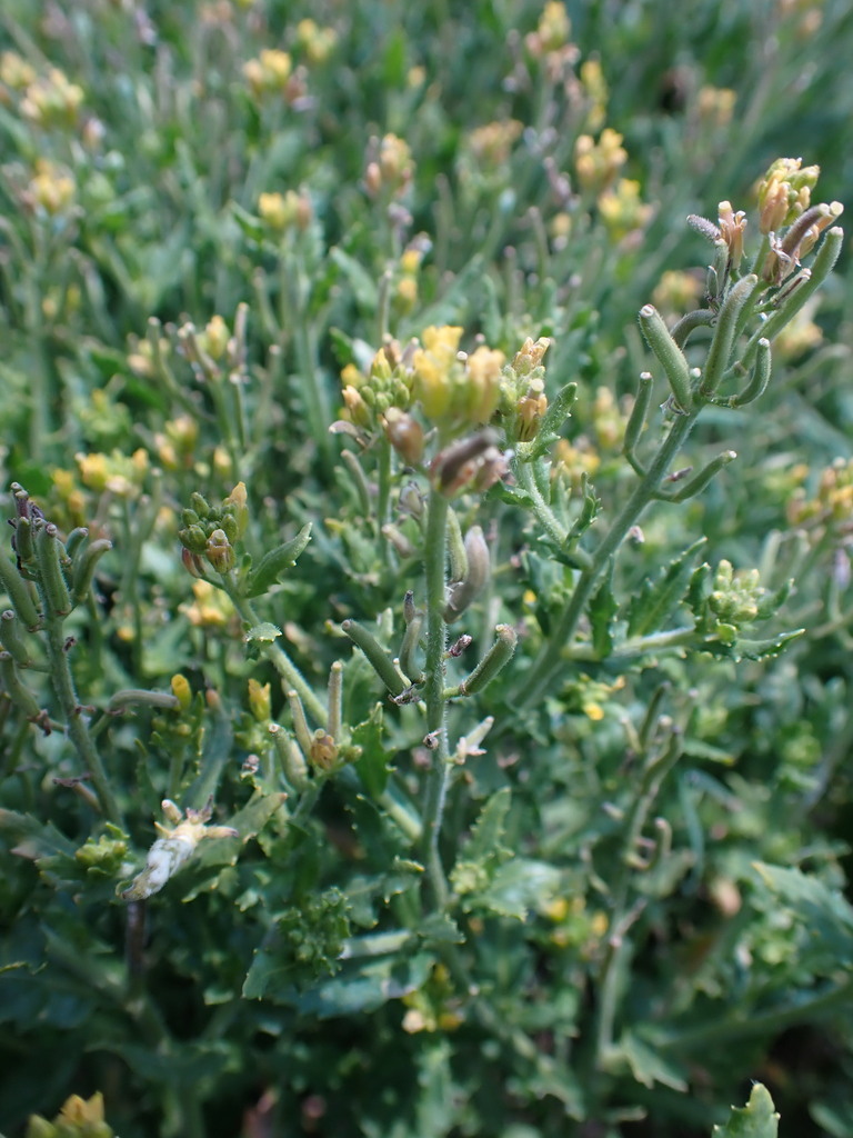 Erucastrum griquense