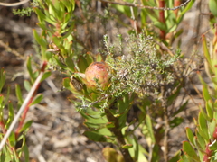 Leucadendron modestum