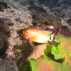 Mayaheros urophthalmus