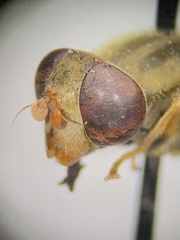 Parhelophilus