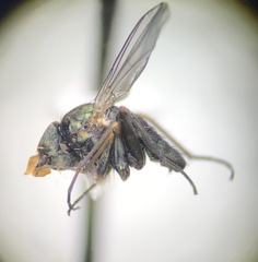 Dolichopodidae