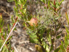 Leucadendron modestum