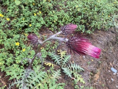 Cirsium ehrenbergii