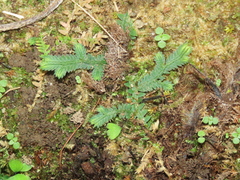 Selaginella repanda