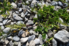 Artemisia littoricola