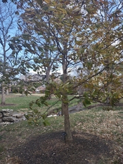 Quercus muehlenbergii