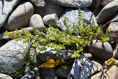 Artemisia littoricola