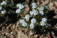 Greeneocharis similis