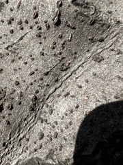 Liometopum occidentale