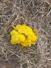 Fungi
