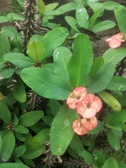 Euphorbia milii