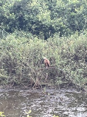 Busarellus nigricollis