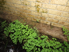 Selaginella repanda