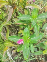 Catharanthus roseus