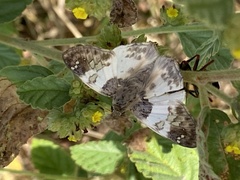Polyctor cleta