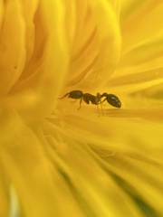 Cardiocondyla mauritanica