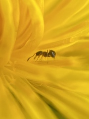 Cardiocondyla mauritanica
