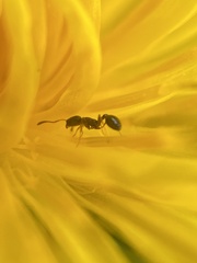 Cardiocondyla mauritanica