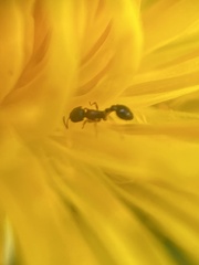 Cardiocondyla mauritanica