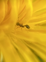 Cardiocondyla mauritanica