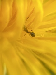 Cardiocondyla mauritanica