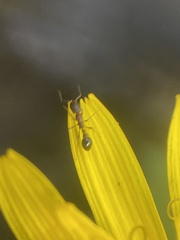 Cardiocondyla mauritanica