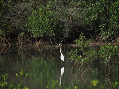 Ardea alba