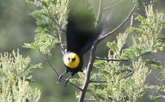 Chrysomus icterocephalus