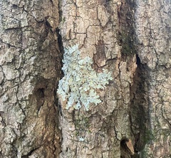 Crespoa crozalsiana