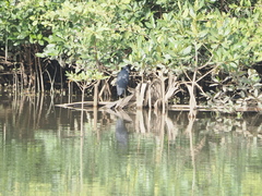 Egretta gularis