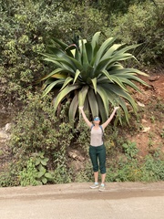 Asparagaceae