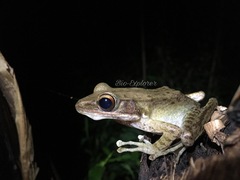 Chalcorana chalconota