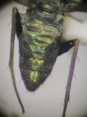 Dolichopodidae