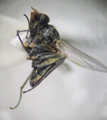 Dolichopodidae