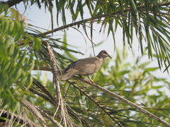 Streptopelia semitorquata
