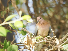 Streptopelia senegalensis